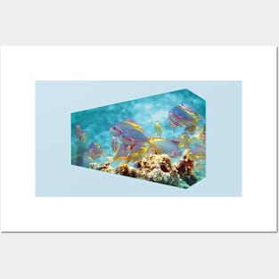 Anthias | Colorful bustle in coral reef | Posters and Art